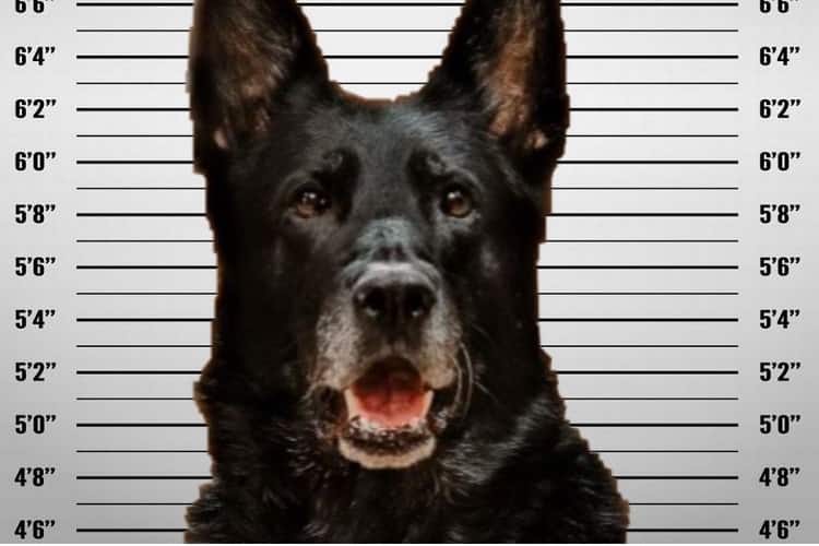 il cane poliziotto
