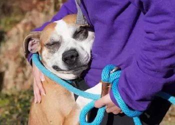 il cane Toro abbraccia tutti quelli che incontra