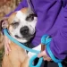 il cane Toro abbraccia tutti quelli che incontra