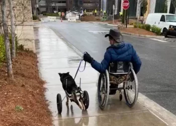 Bandit la commovente storia di un cane con il carrellino