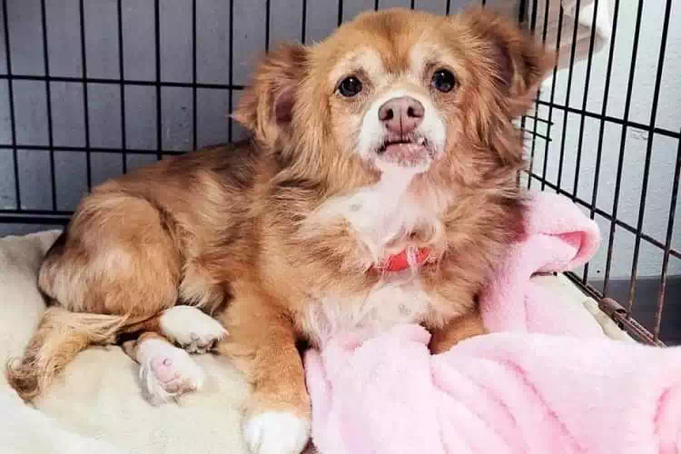 Abby la cagnolina salvata dalla morte