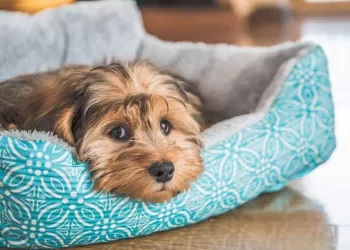 l'appello straziante di un veterinario