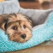 l'appello straziante di un veterinario