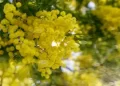 mimosa ecco perchè non devi assolutamente buttare il rametto