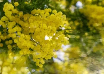 mimosa ecco perchè non devi assolutamente buttare il rametto