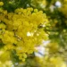 mimosa ecco perchè non devi assolutamente buttare il rametto