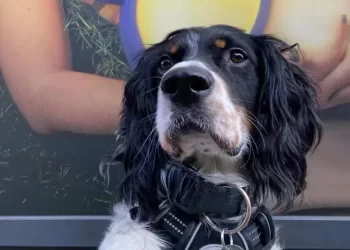 Snoopy il dolce cagnolino che aiuta i malati oncologici