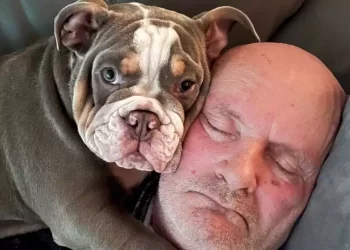 Harley, cucciolo di cane