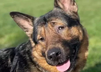 Marley, il cane cieco entra nella Protezione Civile