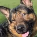 Marley, il cane cieco entra nella Protezione Civile