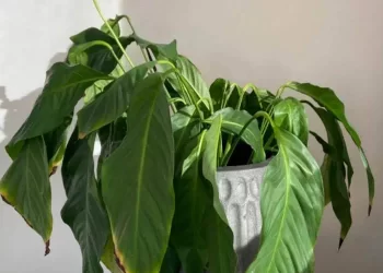 5 oggetti “sfortunati” da non tenere mai in casa