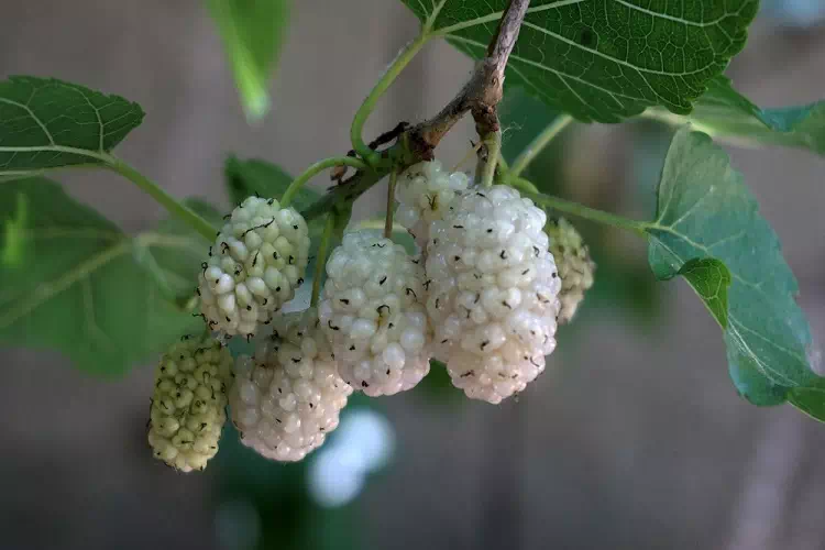Gelso bianco per curare il diabete e perdere peso