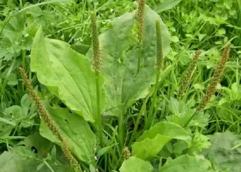 Piantaggine, la pianta che cura il diabete e depura i reni