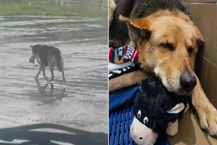 Dopo la morte del suo papà cagnolina vaga sotto la pioggia stringendo un peluche