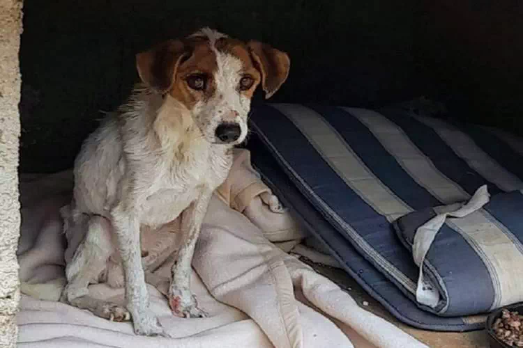 Moglie e marito si separano, il cane lasciato in una discarica