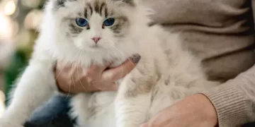 Il gatto di Giulia Tramontano rimasto orfano viene adottato