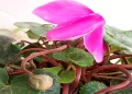 Ciclamino, ecco cosa sono quelle "palline" sul fiore che non devi mai togliere
