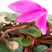 Ciclamino, ecco cosa sono quelle "palline" sul fiore che non devi mai togliere