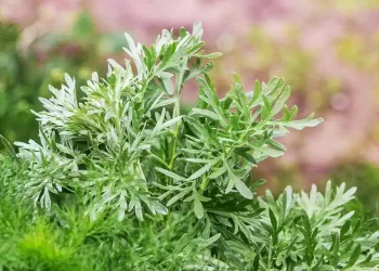 Conoscete l’artemisia? Tutte le proprietà magiche di questa pianta