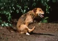 Perché il cane strofina il didietro a terra