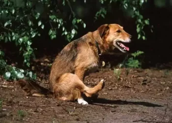Perché il cane strofina il didietro a terra