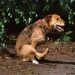 Perché il cane strofina il didietro a terra