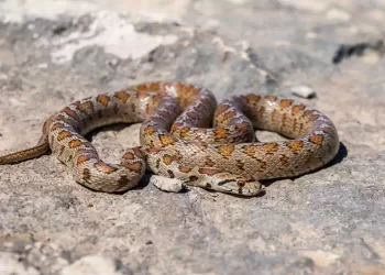 Vipera, le cose che devi assolutamente sapere se ne incontri una
