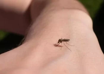zanzare cosa le attira