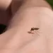 zanzare cosa le attira