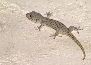 Gechi, il perché arrivano sul balcone
