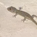 Gechi, il perché arrivano sul balcone