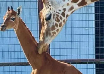 Unica al mondo: È nata la prima giraffa senza macchie sulla pelle
