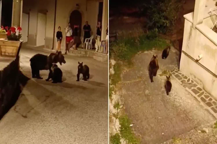 Abruzzo, uccisa da un uomo l’orsa Amarena: “Ho avuto paura”