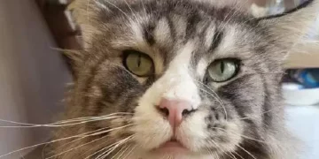 Bologna, scomparsi 30 gatti in un mese