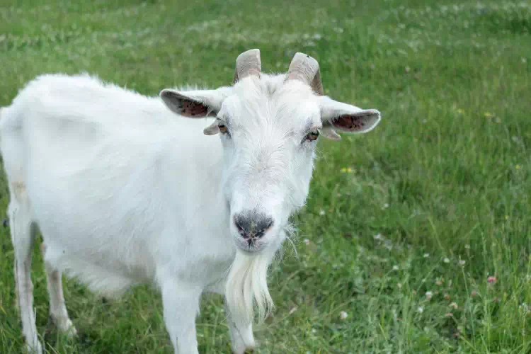 Capretta morta ad Anagni
