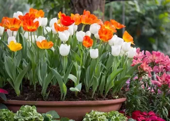 Fiori e piante rigogliose da far invidia con questo nocciolo