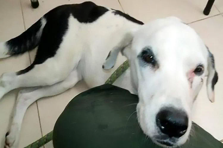 Il cane Nuvola: abbandonata in aeroporto