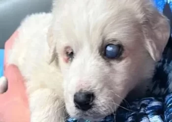 La storia di Romeo, il cucciolo abbandonato perché cieco
