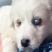 La storia di Romeo, il cucciolo abbandonato perché cieco