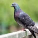 Come allontanare i piccioni dal proprio balcone