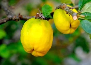 Mela cotogna: proprietà e benefici
