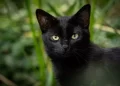 17 novembre, giornata del Gatto Nero: Curiosità e leggende