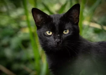 17 novembre, giornata del Gatto Nero: Curiosità e leggende
