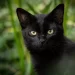 17 novembre, giornata del Gatto Nero: Curiosità e leggende