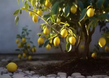 Come coltivare i limoni in vaso, con questo metodo