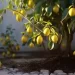 Come coltivare i limoni in vaso, con questo metodo