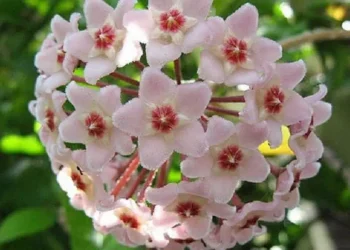 Fiore di cera, delicato e unico