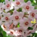 Fiore di cera, delicato e unico