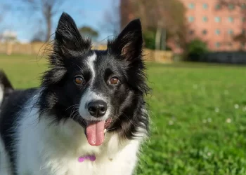 Grazie al mio cane Brian sono salva dal cancro