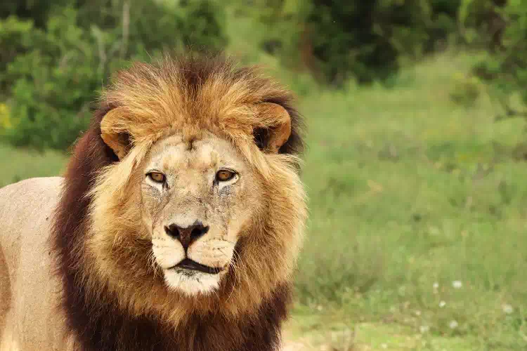 Il leone Kimba fuggito a Ladispoli diventa una star, l’omaggio delle stelle